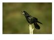 Rook, Adult Calling On Post, Scotland by Mark Hamblin Limited Edition Pricing Art Print