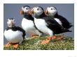 Atlantic Puffin, Group, Iceland by Patricio Robles Gil Limited Edition Print