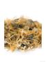 Marigold, Calendula Officinalis by Geoff Kidd Limited Edition Print