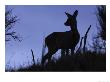 Roe Deer, Female Silhouetted, Scotland by Mark Hamblin Limited Edition Pricing Art Print