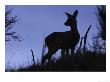 Roe Deer, Female Silhouetted, Scotland by Mark Hamblin Limited Edition Print