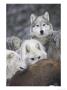 Wolf, Adults Feeding, Scotland by Mark Hamblin Limited Edition Pricing Art Print