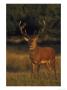 Red Deer, Stag, Uk by Mark Hamblin Limited Edition Pricing Art Print