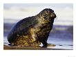 Grey Seal, Portait Of Bull Emerging From Sea At Breeding Colony, Uk by Mark Hamblin Limited Edition Print