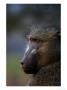 Chacma Baboon, Kruger National Park, South Africa by Roger De La Harpe Limited Edition Print