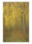 Silver Birch, Impression Of Woodland, Scotland by Mark Hamblin Limited Edition Pricing Art Print