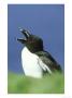 Razorbill, Alca Torda Calling, Scotland by Mark Hamblin Limited Edition Print