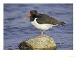 Oystercatcher, Adult In Breeding Plumage, Scotland by Mark Hamblin Limited Edition Print