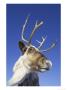 Reindeer, Portrait Of Adult Female, Scotland by Mark Hamblin Limited Edition Pricing Art Print
