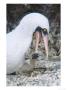 Nazca Booby, Feeding And Brooding 4 Day Old Chick, Galapagos by Mark Jones Limited Edition Pricing Art Print