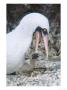 Nazca Booby, Feeding And Brooding 4 Day Old Chick, Galapagos by Mark Jones Limited Edition Print