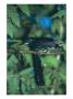 Long Wattled Umbrellabird, Lekking Male Courtship, Ecuador by Mark Jones Limited Edition Print