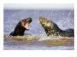 Grey Seal, Sub-Adults Play-Fighting In Water, Uk by Mark Hamblin Limited Edition Print