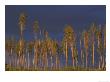 Lodgepole Pines, Illuminated At Sunset Against Rain Clouds, Usa by Mark Hamblin Limited Edition Print