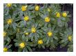 Winter Aconites In Light Woodland by Bob Gibbons Limited Edition Print