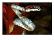 Sri Lanka Palm Viper, Trimeresurus Trigonocephalus by Brian Kenney Limited Edition Pricing Art Print