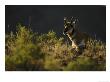 Pronghorn by Mark Hamblin Limited Edition Print