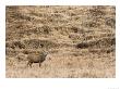 Highland Red Deer, Standing Against Bands Of Grass, Scotland, Uk by Elliott Neep Limited Edition Print