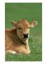 Young Calf, Portrait Lying In Grassy Meadow Covadonga N.P. Spain by Mark Hamblin Limited Edition Print