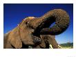 Elephants, Drinking, Near Victoria Falls, Zimbabwe by Roger De La Harpe Limited Edition Pricing Art Print