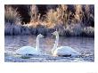 Whooper Swan Pair On Edge Of Frosty Pool, Uk by Mark Hamblin Limited Edition Print