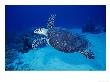 Hawksbill Turtle, Swimming Grand Caicos, Caribbean by Gerard Soury Limited Edition Print