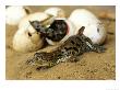 Nile Crocodile, Hatchling, St. Lucia, South Africa by Roger De La Harpe Limited Edition Print