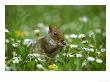 Grey Squirrel by Mark Hamblin Limited Edition Pricing Art Print