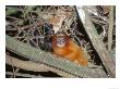 Golden Lion Tamarin, Free-Living Infant, Atlantic Rainforest, Brazil by Mark Jones Limited Edition Print