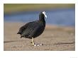 Common Coot, Standing On Path And Grass Verge, St. Albans, Uk by Elliott Neep Limited Edition Print
