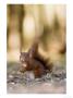 Red Squirrel, Sat On Ground In Leaf Litter, Lancashire, Uk by Elliott Neep Limited Edition Print