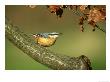 Nuthatch, Sitta Europaea Perched On Log In Autumn Uk by Mark Hamblin Limited Edition Print