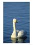 Whooper Swan, Cygnus Cygnus Adult On Water, Winter by Mark Hamblin Limited Edition Print