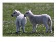 Young Lambs In Field Of Daisies, Scotland by Mark Hamblin Limited Edition Print