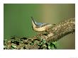 Nuthatch by Mark Hamblin Limited Edition Pricing Art Print