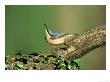 Nuthatch by Mark Hamblin Limited Edition Print