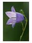 Harebell, Close Up Of Flower, Scotland by Mark Hamblin Limited Edition Print