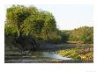 Majale River Scene With Impala, Northern Tuli Game Reserve, Botswana by Roger De La Harpe Limited Edition Print