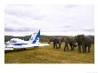 Elephants With African Ramble Aircraft, Eastern Cape, South Africa by Roger De La Harpe Limited Edition Print