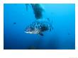 Giant Black Sea Bass, Catalina Island, Usa by Richard Herrmann Limited Edition Pricing Art Print