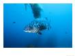 Giant Black Sea Bass, Catalina Island, Usa by Richard Herrmann Limited Edition Print