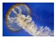 Sea Nettle, Monteray Aquarium, Usa by Mike Hill Limited Edition Print