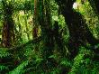 Rainforest Fox Glacier, New Zealand by Ross Barnett Limited Edition Print