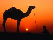 Camel And Herder Silhouetted At Sunset, At Camel Fair, Pushkar, Rajasthan, India by Dallas Stribley Limited Edition Print