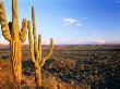 Saguaro Cactus (Carnegiea Gigantea) In Desert Superstition Mountains, Arizona, Usa by Rob Blakers Limited Edition Print