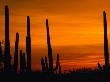 Sunset Over Cacti, Saguaro National Park, Usa by Brent Winebrenner Limited Edition Print