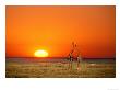 Giraffes Stretch Their Necks At Sunset, Ethosha National Park, Namibia by Janis Miglavs Limited Edition Print