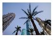 Palm Trees And High Rise Office Towers At Dusk, Shanghai, China by Paul Souders Limited Edition Print