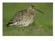 Curlew, Adult, Scotland by Mark Hamblin Limited Edition Print