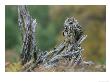 Eagle Owl, Adult On Branch, Scotland by Mark Hamblin Limited Edition Print